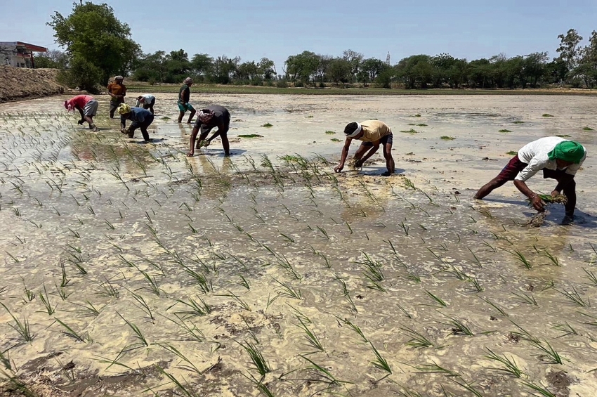 ਪੰਜਾਬ ਵਿੱਚ ਝੋਨੇ ਦੀ ਲੁਆਈ ਸ਼ੁਰੂ ਹੋਈ