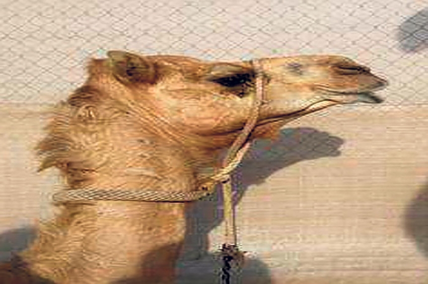 ਪਾਕਿਸਤਾਨ: ਊਠ ਦਾ ਪੈਰ ਵੱਢਣ ਦੇ ਦੋਸ਼ ਹੇਠ 6 ਕਾਬੂ